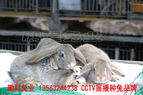 兔业新星｜鹏程兔业菜兔曲靖出圈 高生态养殖如何饲出亮丽皮毛与精品兔肉